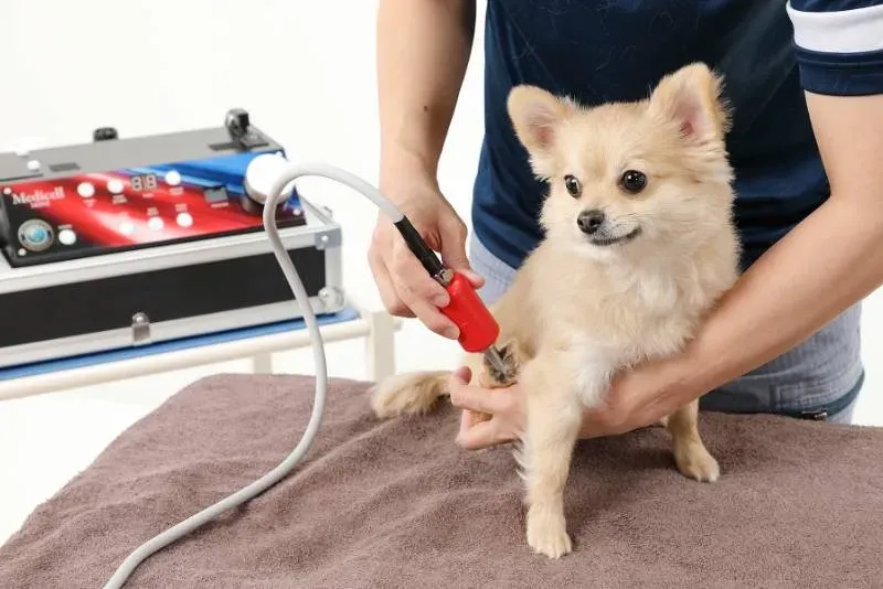 ペット専用メディセルによる小型犬へのやさしい筋膜ケア